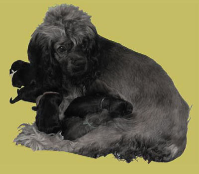 This is a picture of Atta and her puppies